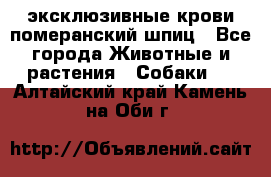 эксклюзивные крови-померанский шпиц - Все города Животные и растения » Собаки   . Алтайский край,Камень-на-Оби г.